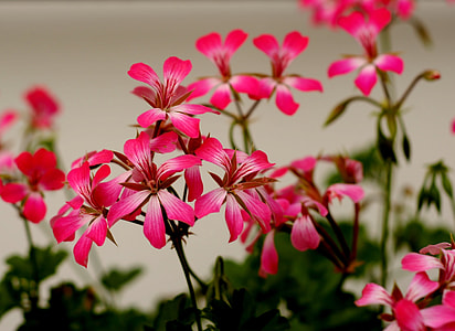 Summer, Flower thumbnail