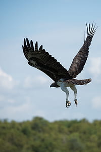 selective focus photography of hawk thumbnail