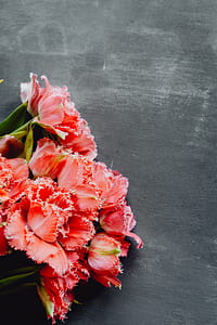 Colorful flowers on grey background with copy space thumbnail
