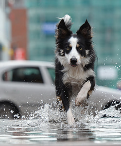 adult white and black border collie running on the street near the white car thumbnail