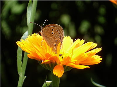 brown butterfly on yellow flower thumbnail