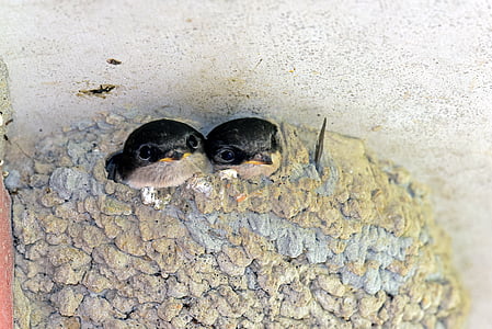 two black-and-brown animals thumbnail