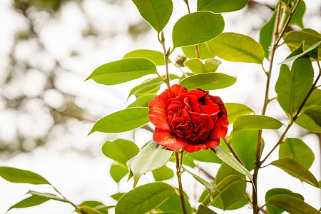 closeup photo of red rose thumbnail