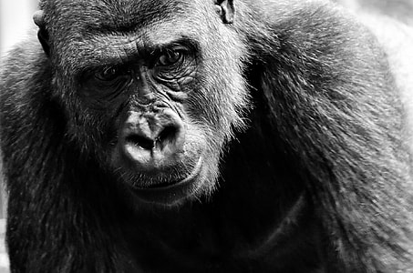 grayscale photography of gorilla thumbnail