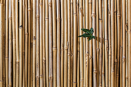 green leaf  on brown wooden bamboos thumbnail