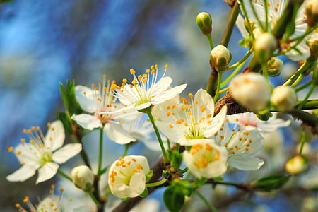 photo of white petaled flower thumbnail