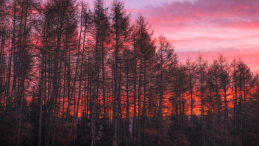 row of trees thumbnail