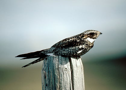closeup photo of black and beige bird thumbnail