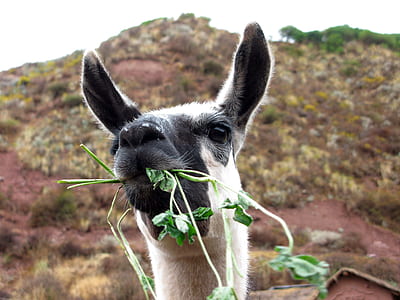 white camel thumbnail