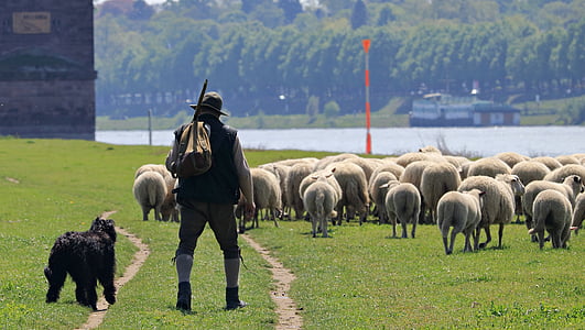 man beside black dog on sheep farm thumbnail