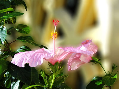 pink hibiscus flowers thumbnail