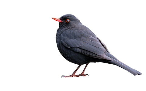 black bird with white background thumbnail