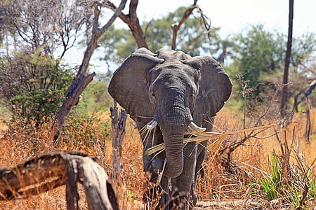 gray elephant surrounded by grass during daytime thumbnail