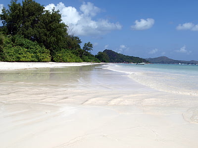 green leafed trees on seashore thumbnail