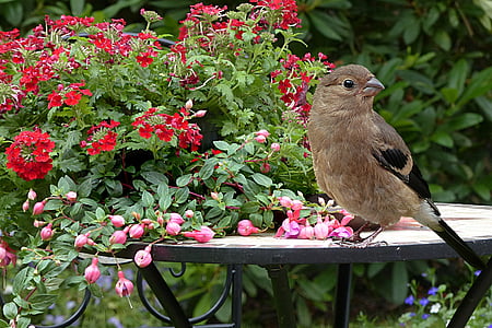 brown bird on the table near red flowers thumbnail