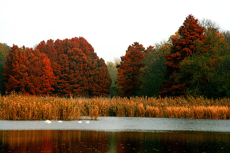 body of water surrounded by trees thumbnail
