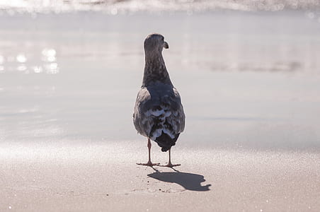gray and white bird near body of water thumbnail