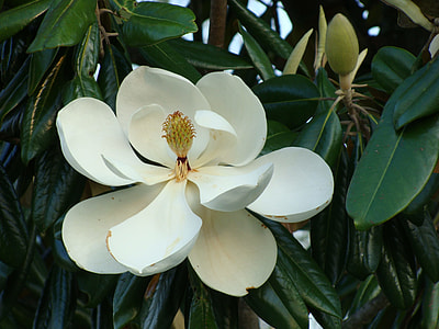 closeup view of white petaled flower thumbnail
