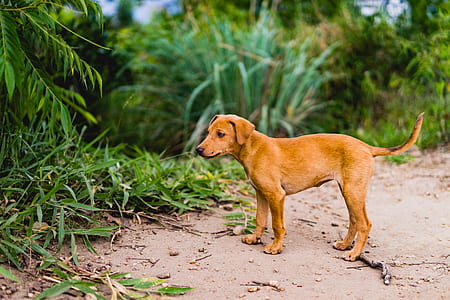 puppy standing on sand near forest thumbnail