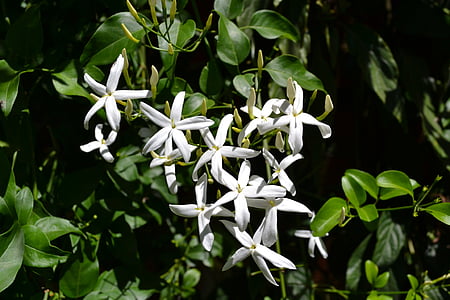 white flowers thumbnail