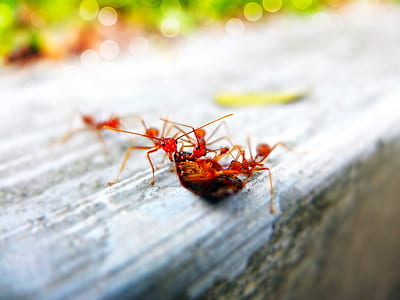 red ants on macro shot thumbnail
