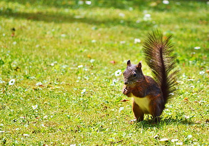 brown squirrel on grass field thumbnail