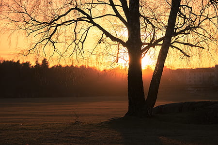 Silhouette Photo of Trees during Golden Hour thumbnail