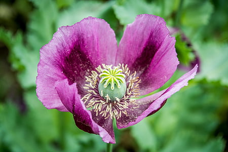 selective focus photography of purple 4-petaled flower thumbnail