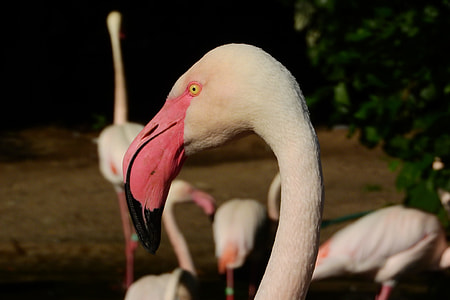Flamingo Pink, Phoenicopterus Roseus thumbnail