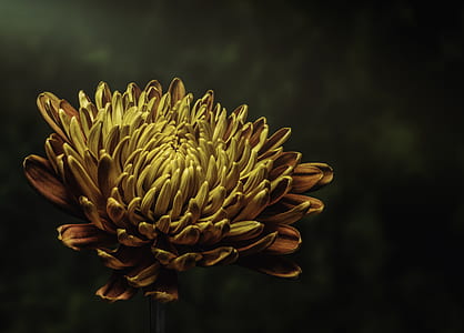 selective focus photo of yellow chrysanthemum flower thumbnail