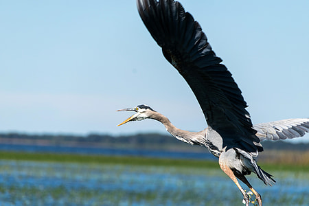 Blue Heron in Flight thumbnail