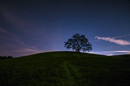 silhouette of tree on top of a hill thumbnail