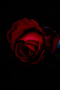 close-up photo of red rose thumbnail