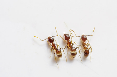 three red ants on white surface thumbnail