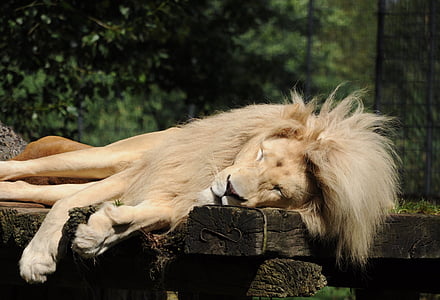 selective focus photography of sleeping lion thumbnail
