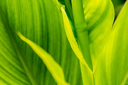 green leafed plant thumbnail
