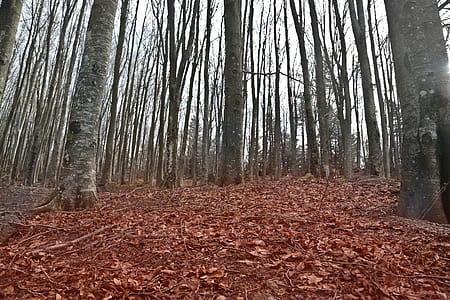 Low Angle View Of Fallen leaves pathway in the autumn thumbnail