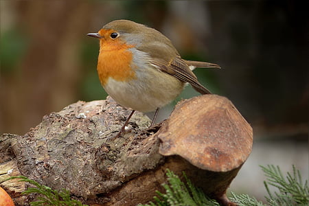 closed up photo of brown and gray bird on tree trunk thumbnail