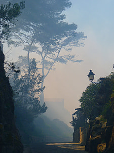 pathway between trees with fog during daytime thumbnail