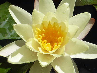 yellow clustered petal flower thumbnail