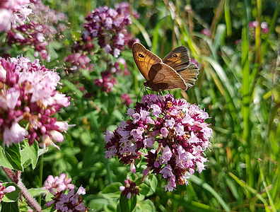 shallow focus photography of brown butterfly perching on flower thumbnail
