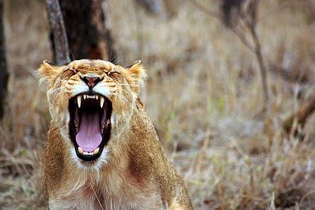 brown lioness near tree during daytime thumbnail