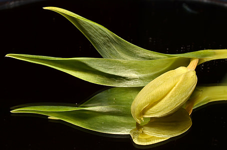 close-up photography of green plant thumbnail