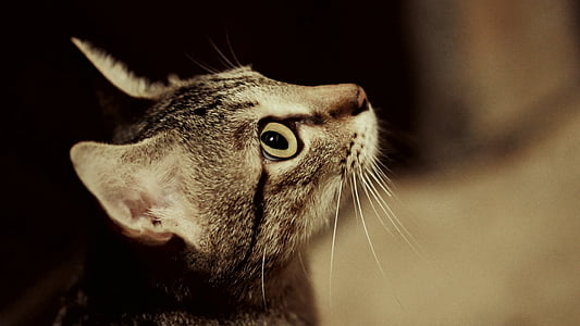 gray tabby cat closeup photography thumbnail