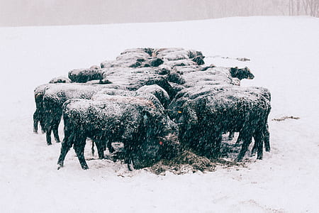 herd of buffalo thumbnail