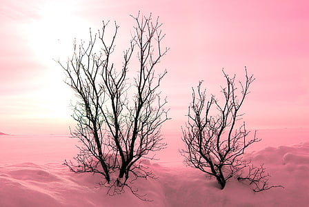 photo of two black trees thumbnail