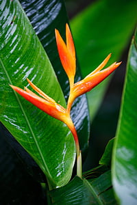 close-up photo of orange birds of paradise flower thumbnail