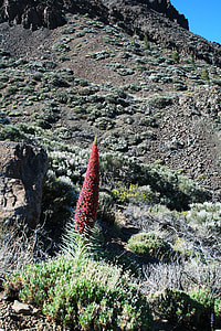 Teide National Park, Tajinaste Rojo thumbnail