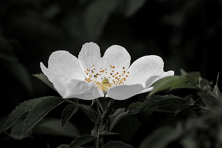 close-up photo of white petaled flower thumbnail