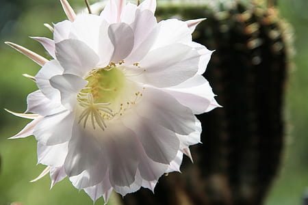 selective focus photo of white petaled flowers thumbnail